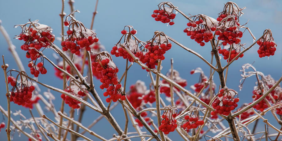 Ice Berries Photograph by White Mountain Images