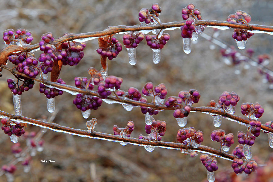 Ice Berries Photograph by Dale R Carlson