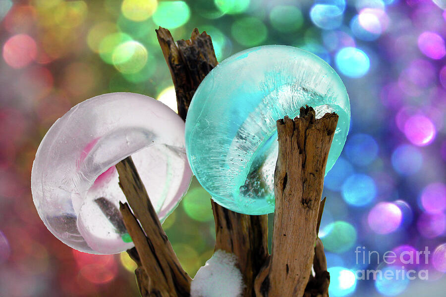 Ice Bowl Mushrooms Photograph by Nina Silver