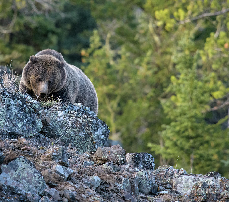 Ice Box Canyon Grizzly Photograph by Patrick Nowotny