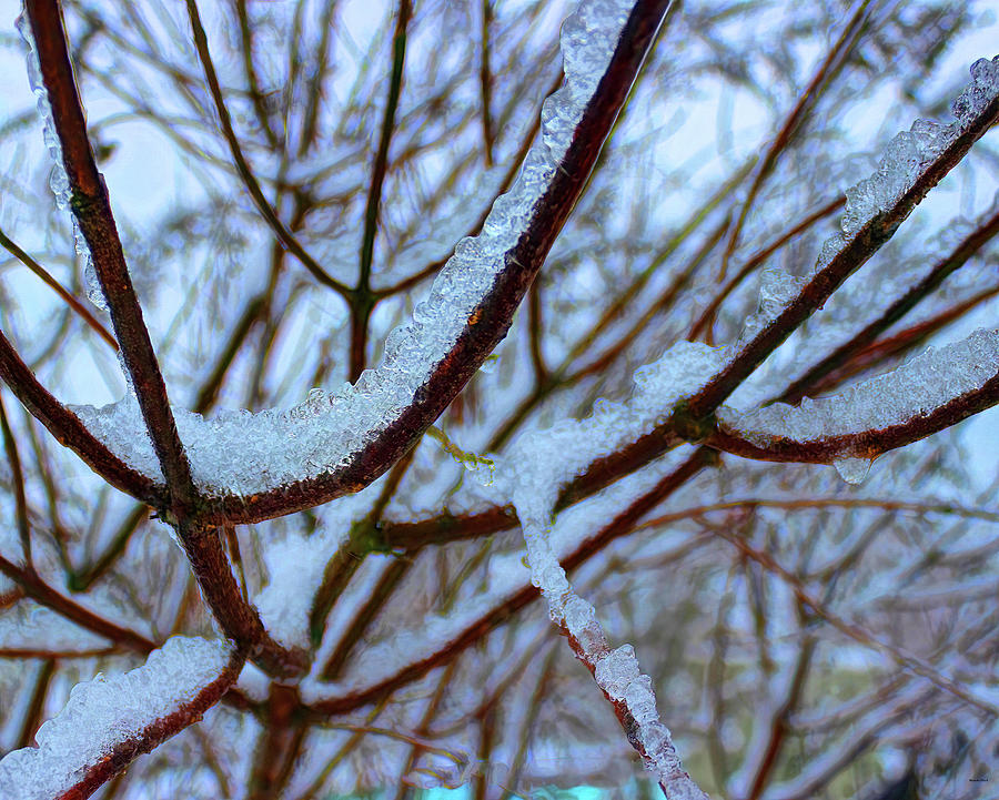 Ice Clusters on Branches Photograph by Roberta Byram