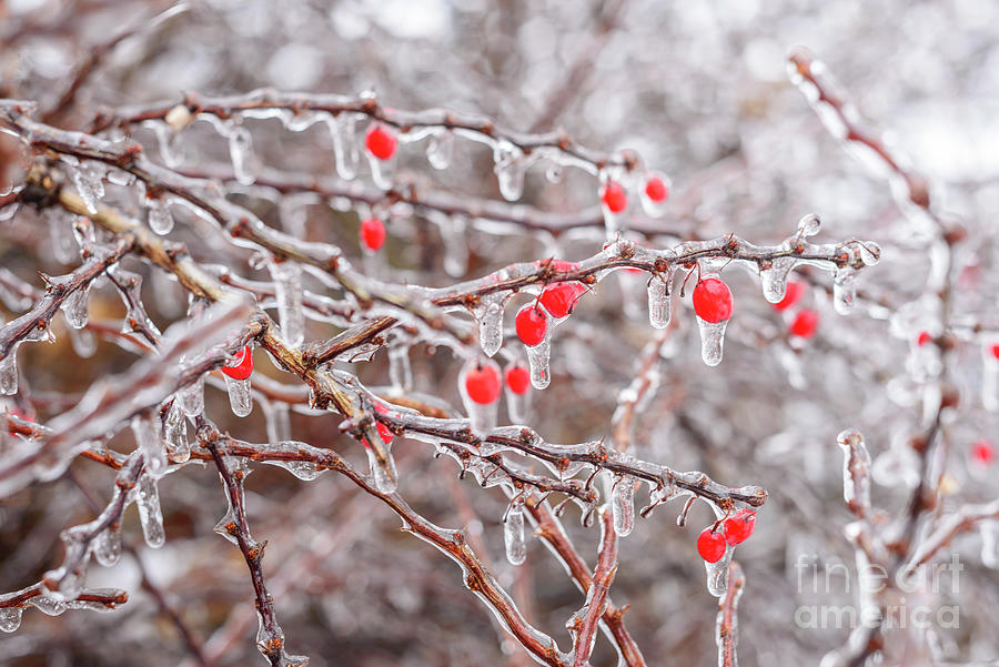Ice Covered Bush Photograph by Alana Ranney