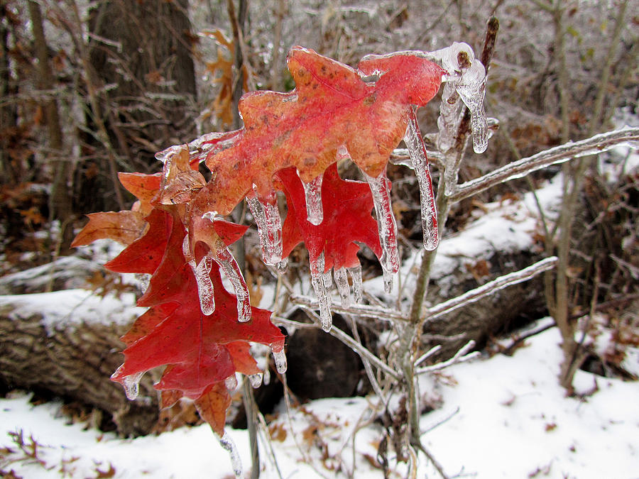 Ice Covered Leaves Photograph by Geno Lee