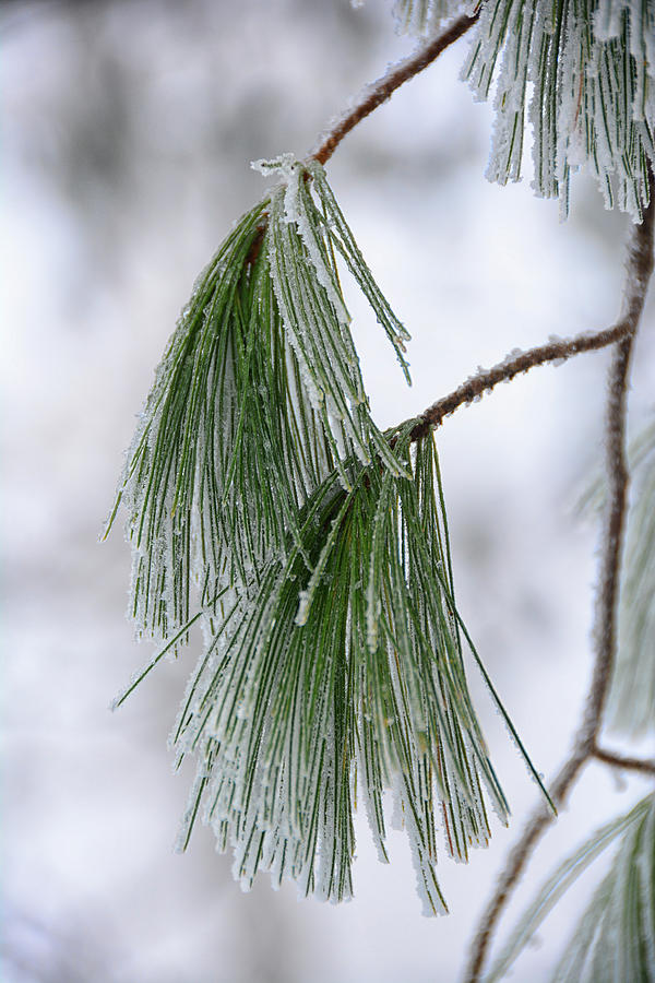 Ice Covered Pine Photograph by Raymond Salani III