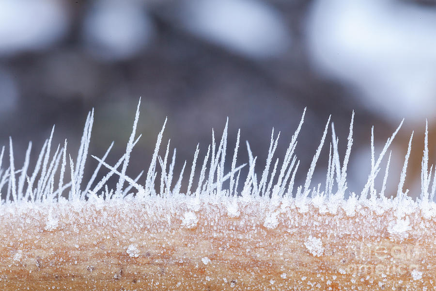Ice crystals forming spikes in macro Photograph by Simon Bratt