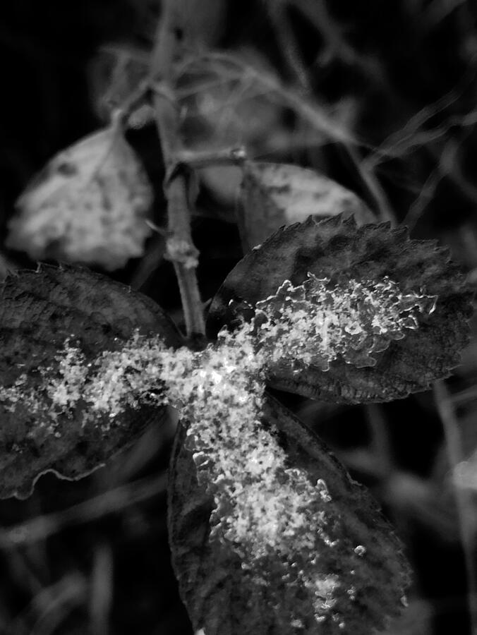 Ice Crystals on Leaf at Night Photograph by Brandon Strellis Ice Crystals on Leaf at Night Photograph by Brandon Strellis
