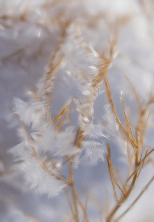 Ice Crystals on Schrub Branches - Abstract by Barbara Rogers Ice Crystals on Schrub Branches - Abstract by Barbara Rogers