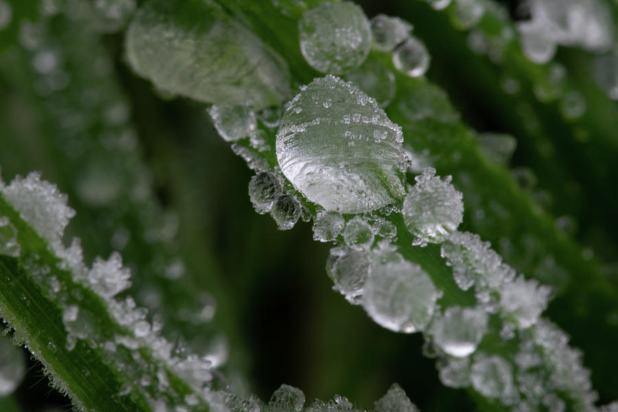 Ice Droplets Photograph