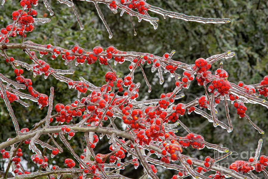 Ice Encased Possumhaw Berries Photograph by Bob Phillips