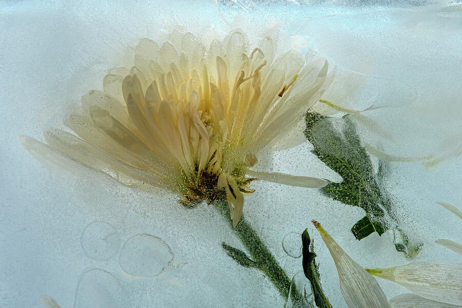 Ice Flower Number 1 Photograph by Mary Lee Dereske