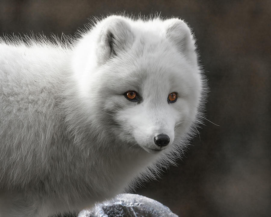 Ice Fox Photograph by Wes and Dotty Weber - Fine Art America