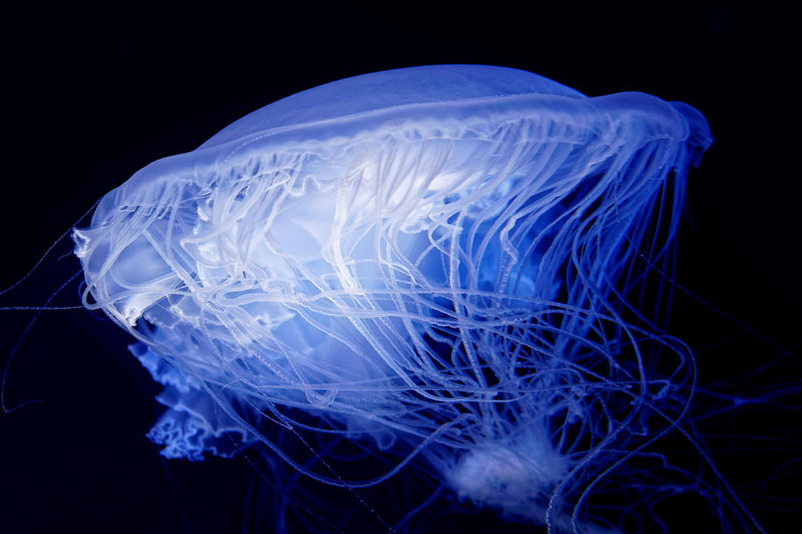 Ice Jelly - Egg Jellyfish Photograph by KJ Swan