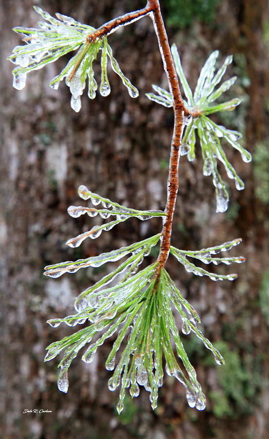 Ice Needles Photograph by Dale R Carlson