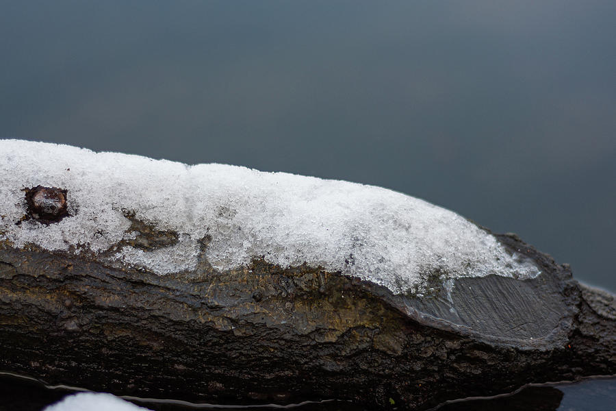Ice on a Wooden Branch Photograph by Scott Lyons