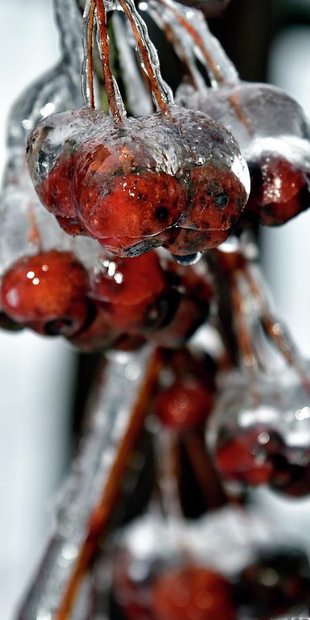 Ice On Crab Apples Photograph by Jerry Sodorff