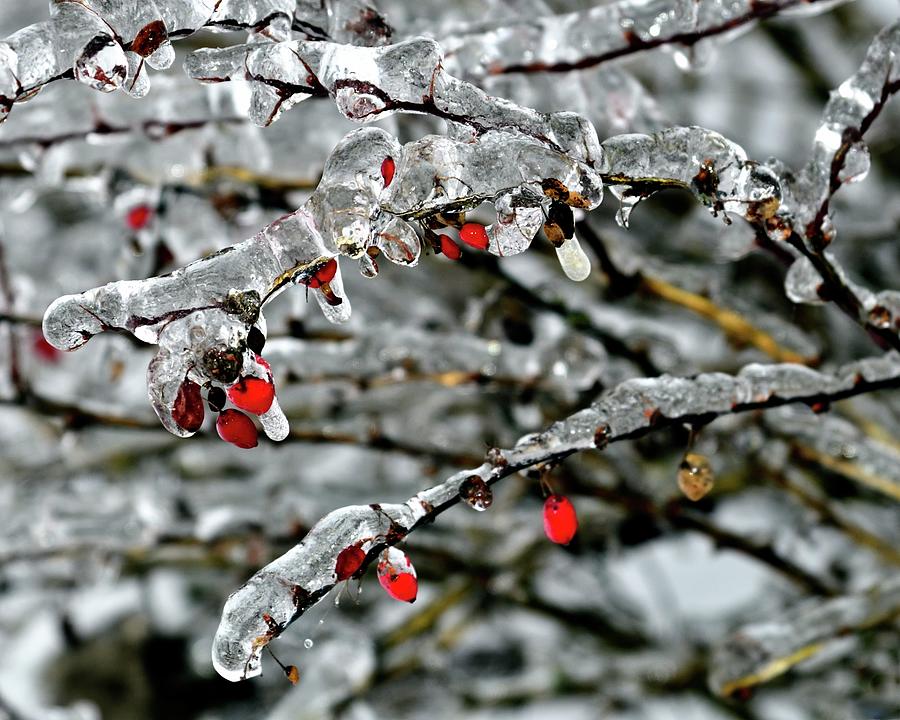 Ice On Limbs And Red Berries Photograph