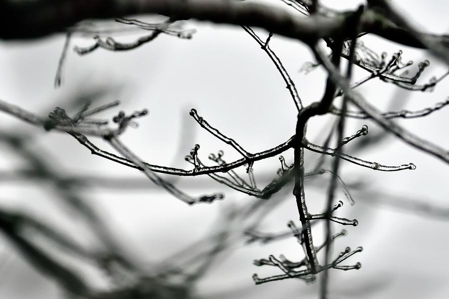 Ice On Limbs Photograph by Jerry Sodorff