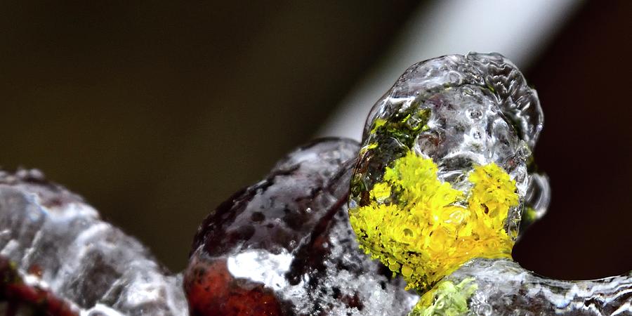 Ice On Moss And Crab Apples 2 Photograph