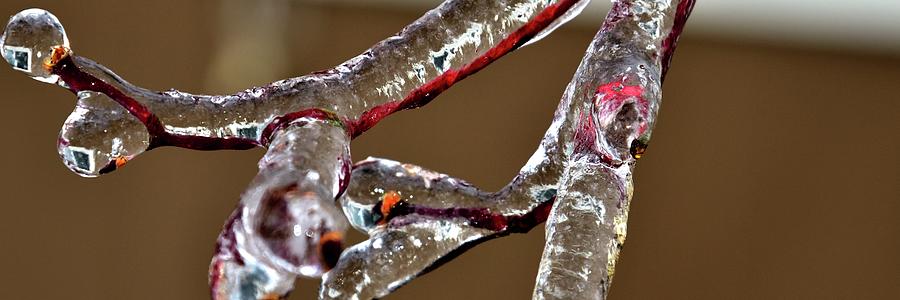 Ice On Red Branches Photograph