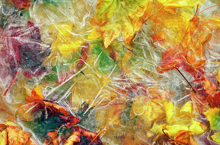 Ice Over Fallen Vine Maple Tree Leaves Photograph by Panoramic Images