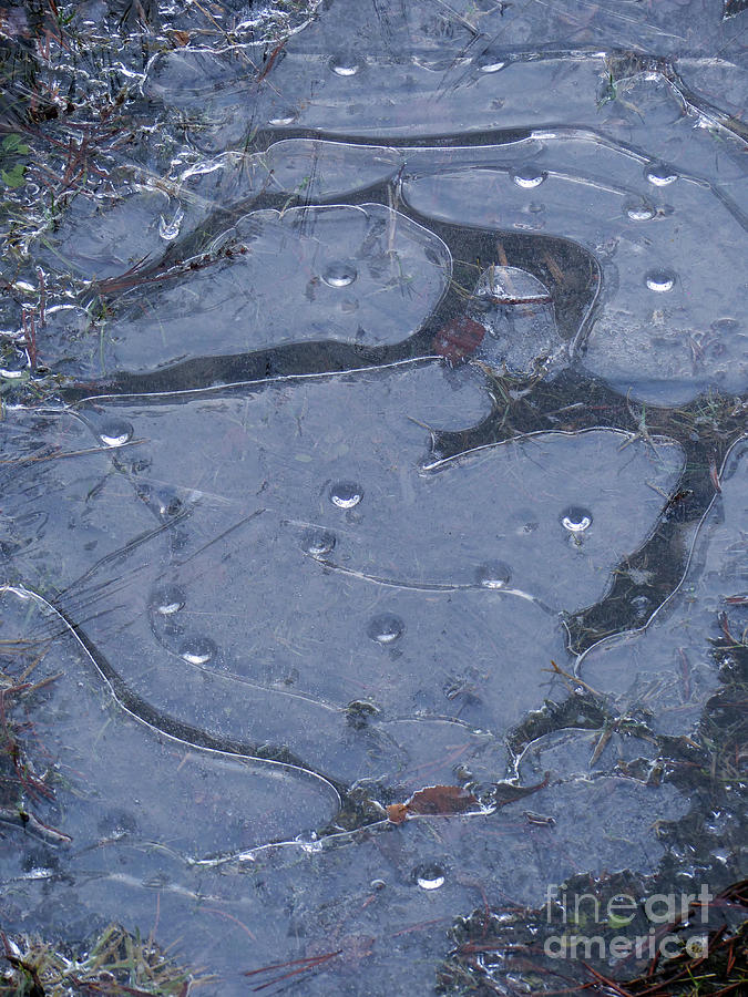 Ice patterns in a forest puddle Photograph by Phil Banks