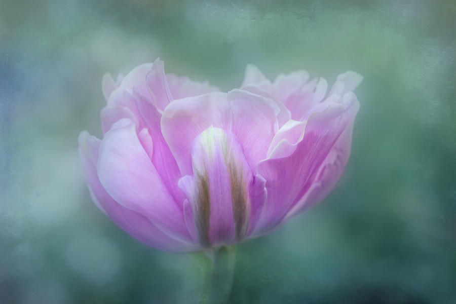 Ice Pink Tulip on Blue Digital Art by Terry Davis