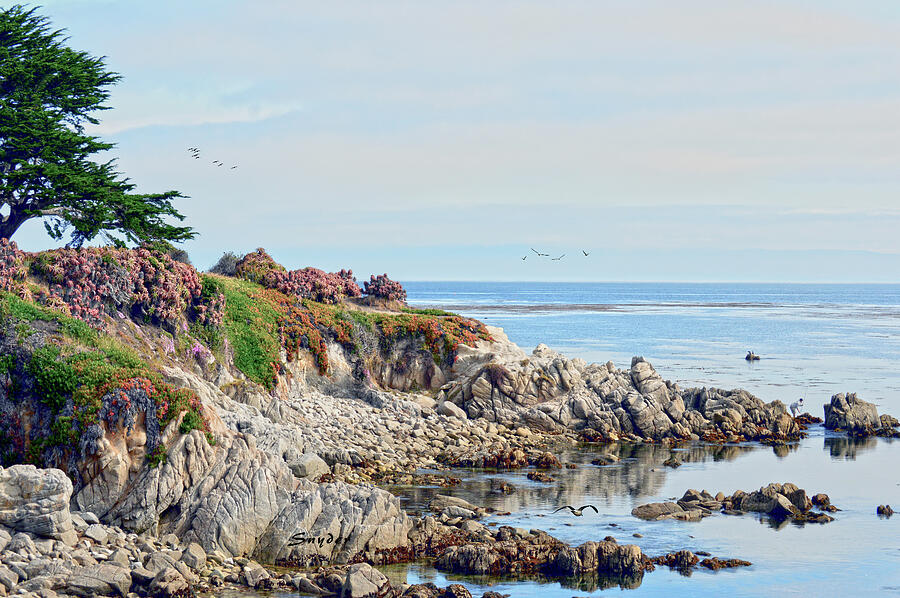Ice Plant Along The Monterey Shore 2 Painting by Barbara Snyder