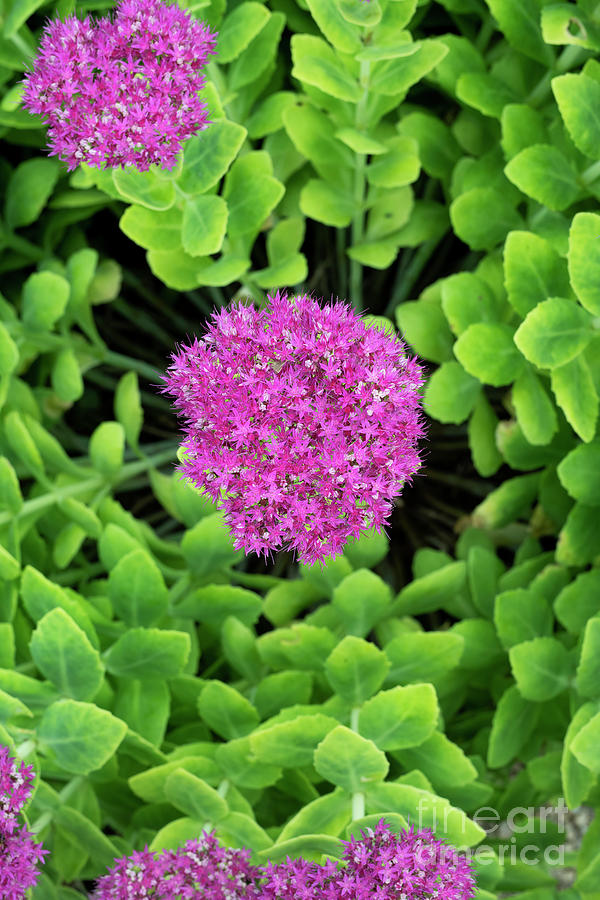 Ice Plant Flower and Foliage Photograph by Tim Gainey