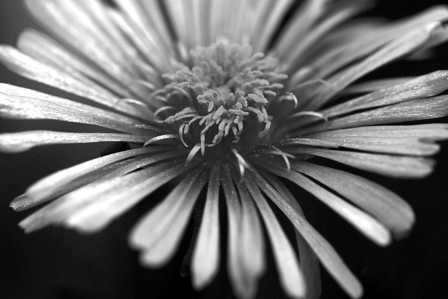 Ice Plant in Black and White Photograph by Stamp City - Fine Art America