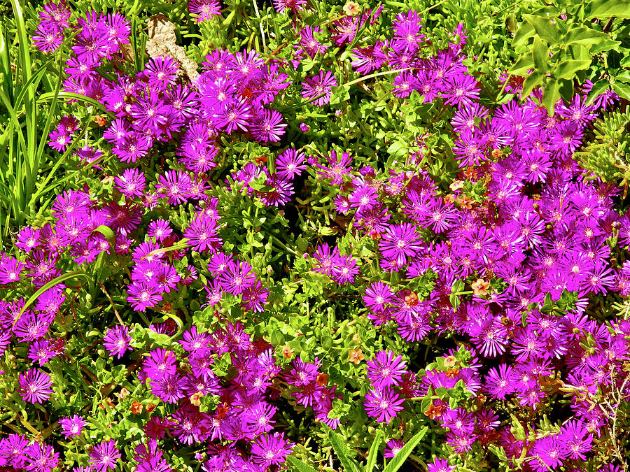 Ice Plant in San Diego Zoo Safari Park near Escondido, California ...