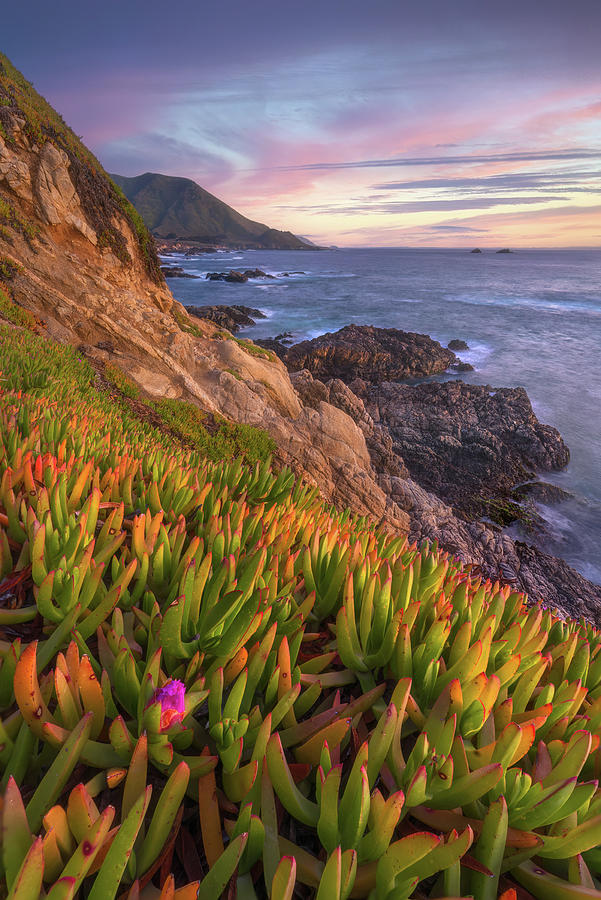 Sunset Photograph - Ice Plant Sunset by Darren White