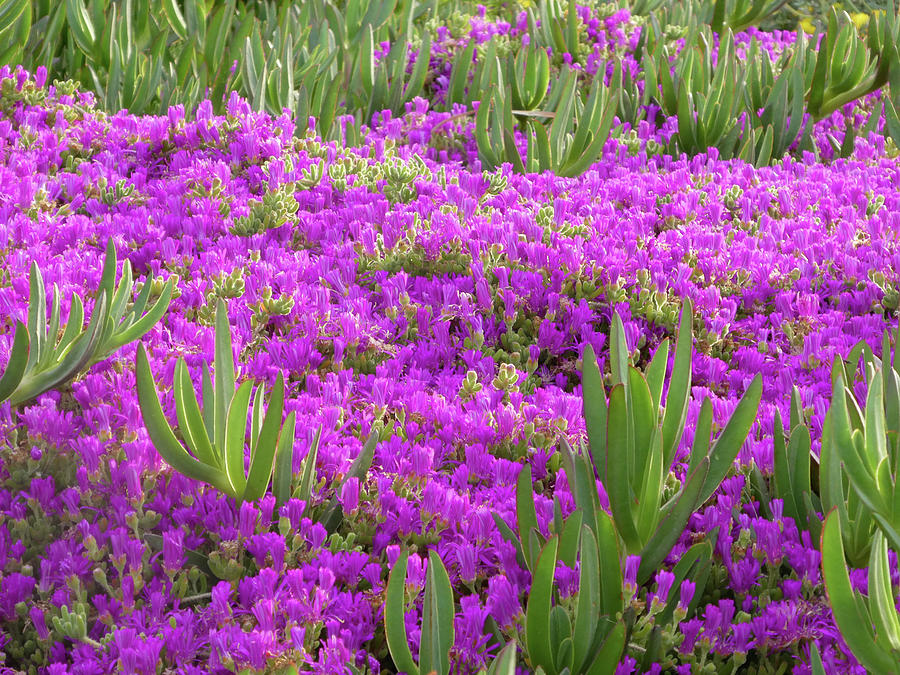 Ice Plant With Purple Flowers Photograph