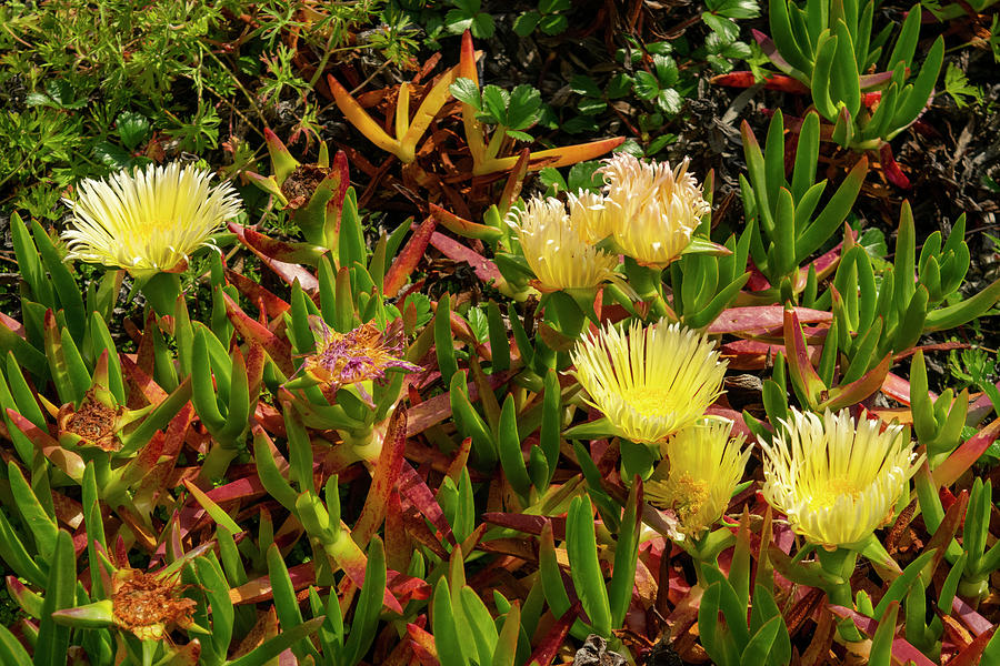 Ice Plants in Bloom Photograph by Frank Wilson