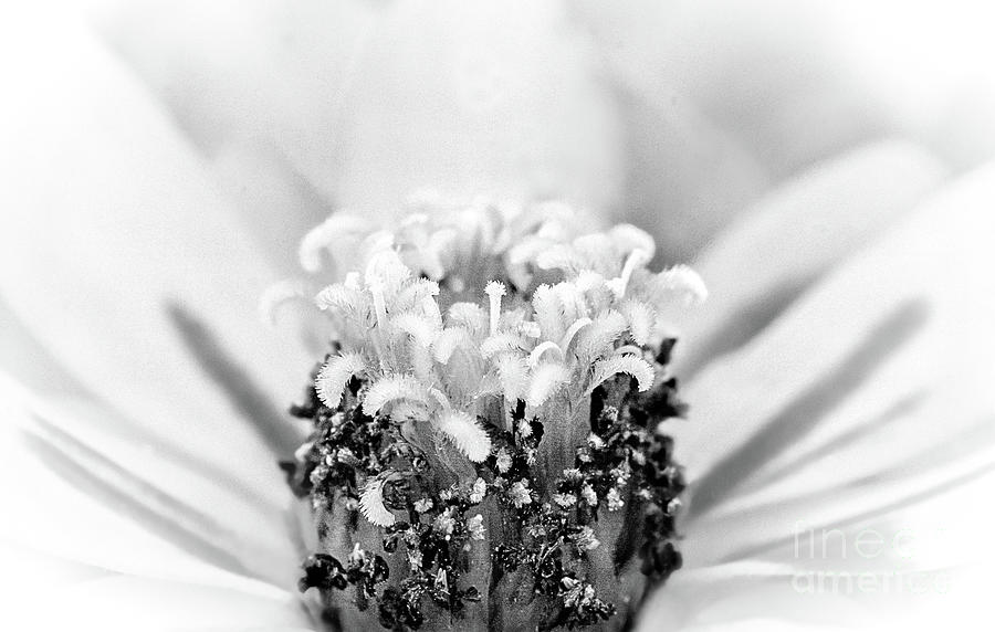 Black And White Photograph - Ice Princess by Susan Warren