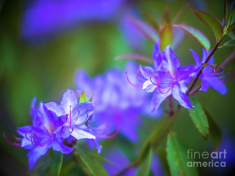 Ice Purple Azaleas Blooms Photograph