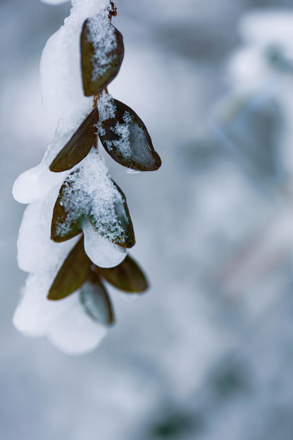 Ice Shadow Photograph by Debbie Karnes