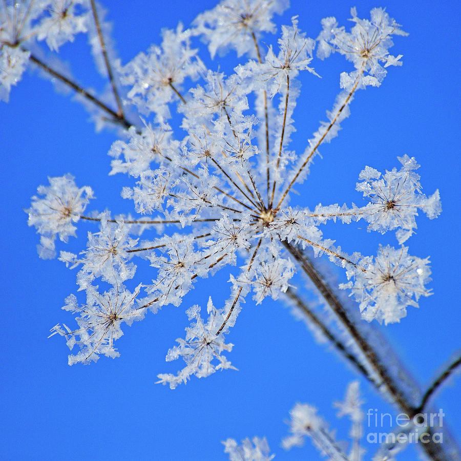 Nature Photograph - Ice Star by Joshua McCullough