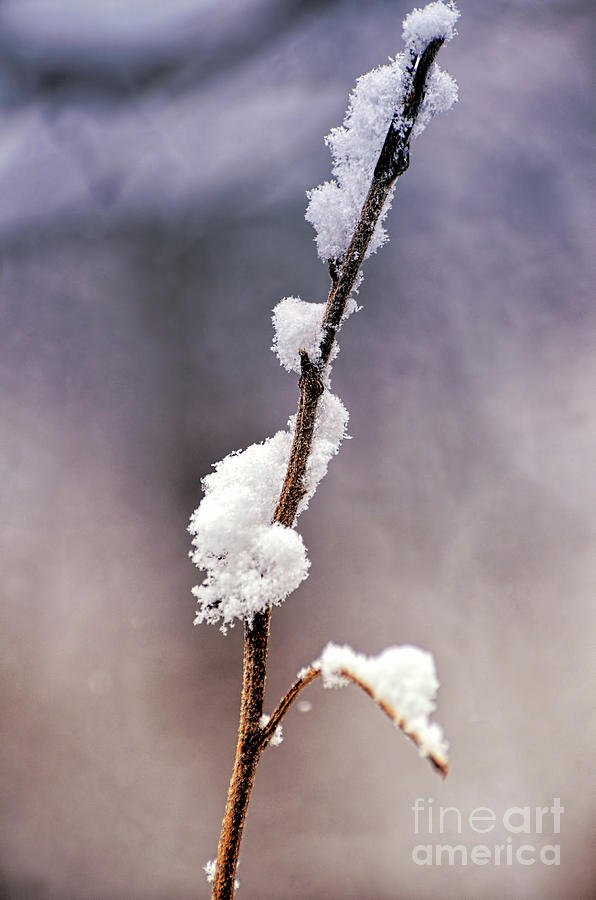Ice stick Photograph by PatriZio M Busnel