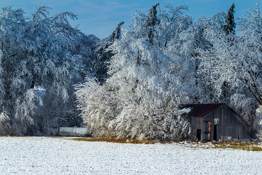Ice Storm Barns and Trees ALA_4856 Photograph by Alan Look