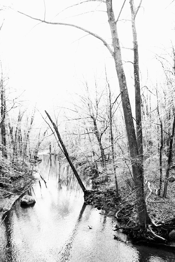Ice Storm In The Forrest - Black And White Photograph