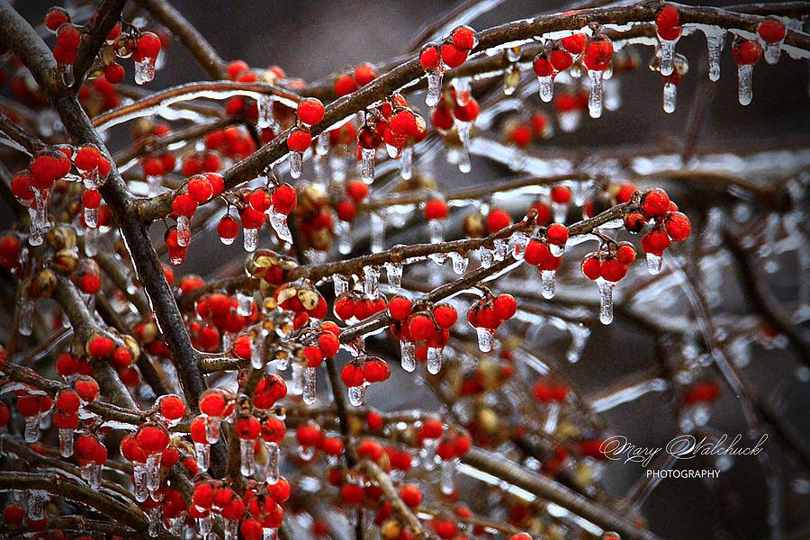 Ice Storm Photograph by Mary Walchuck