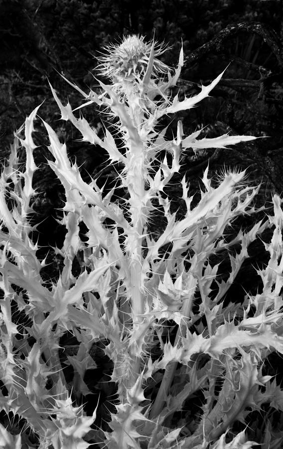 Ice Thistle Photograph by Robert Luis Chavez - Fine Art America