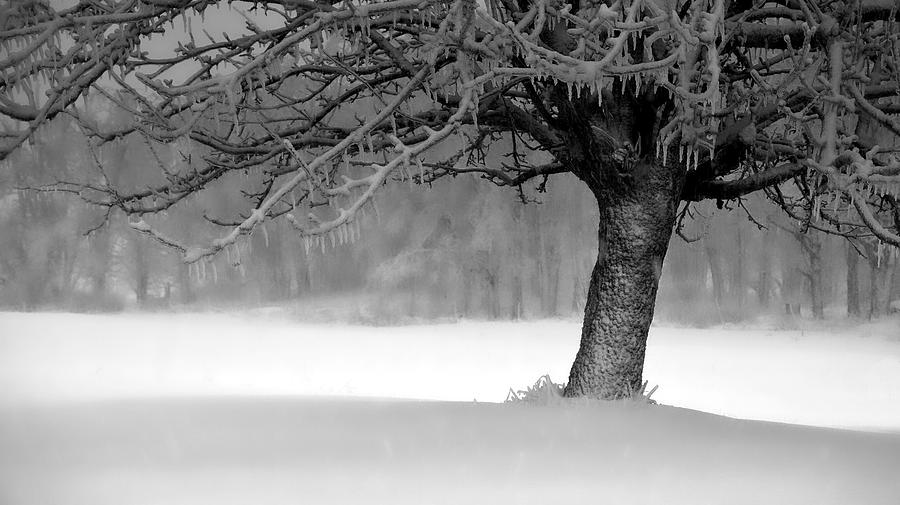 Ice Tree by Bryan Smith Ice Tree by Bryan Smith