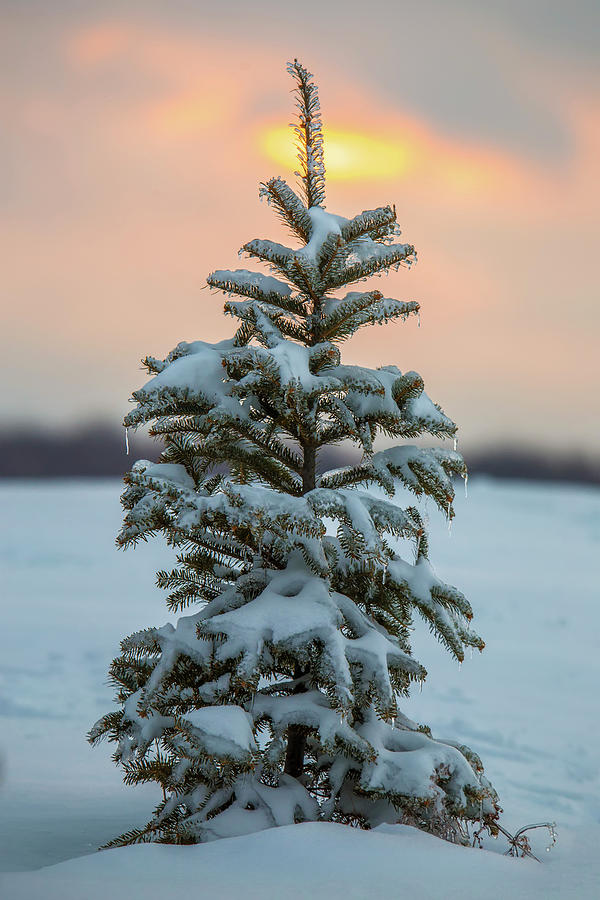 Ice Tree Sunset Photograph by White Mountain Images