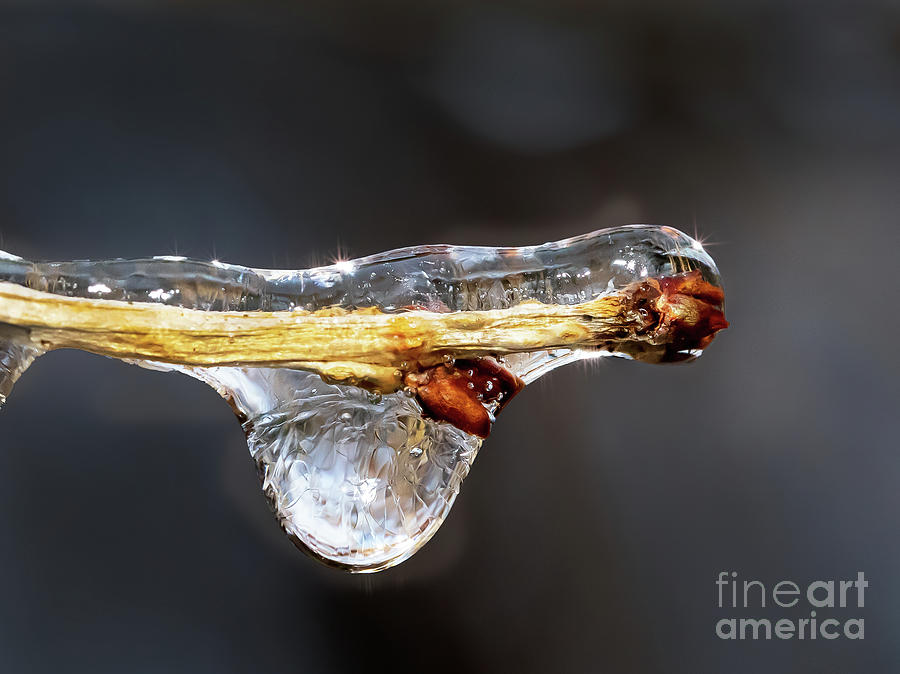 Ice Twig Photograph by Bobbie Turner