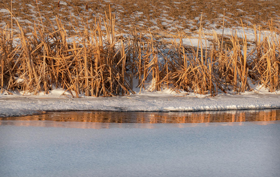 Ice Photograph - Ice, Water And Reeds by Phil And Karen Rispin