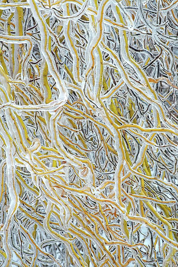Ice World VI Willow Photograph by Kathi Mirto Ice World VI Willow Photograph by Kathi Mirto