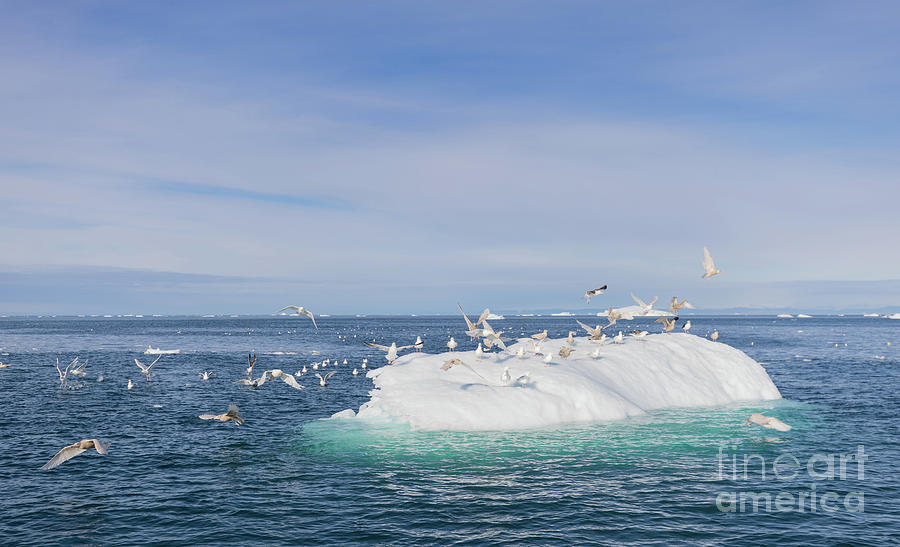 Seagull Photograph - Iceberg and Seagulls by Eva Lechner