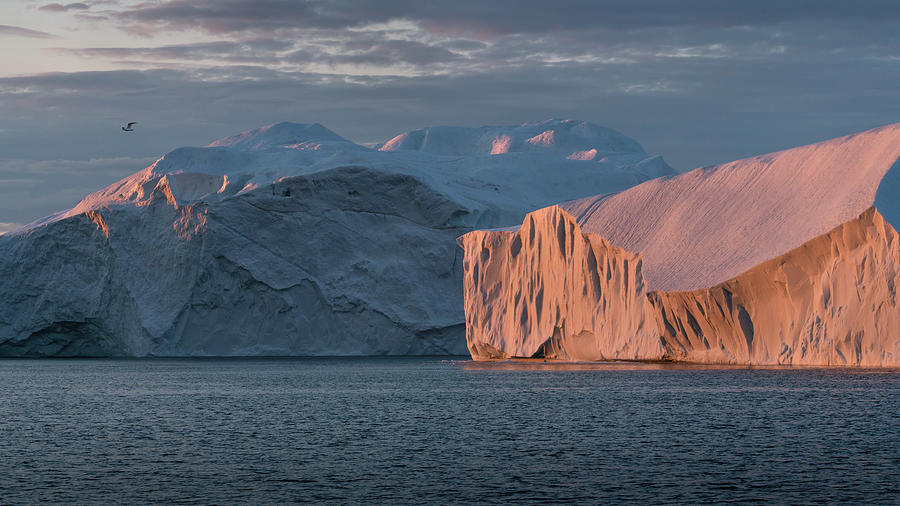 Icebergs in the midnight  sun Photograph by Anges Van der Logt