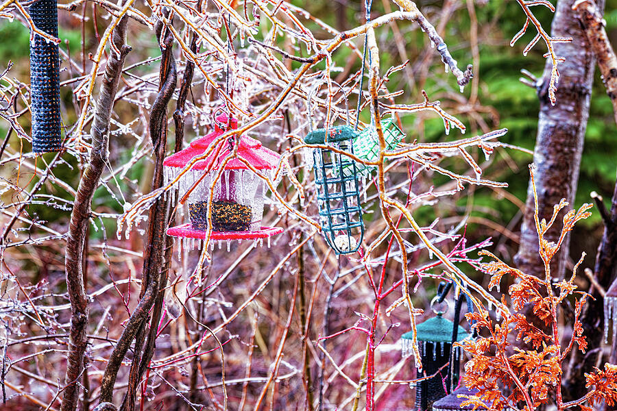 Iced bird feeders Photograph by Tatiana Travelways Iced bird feeders Photograph by Tatiana Travelways